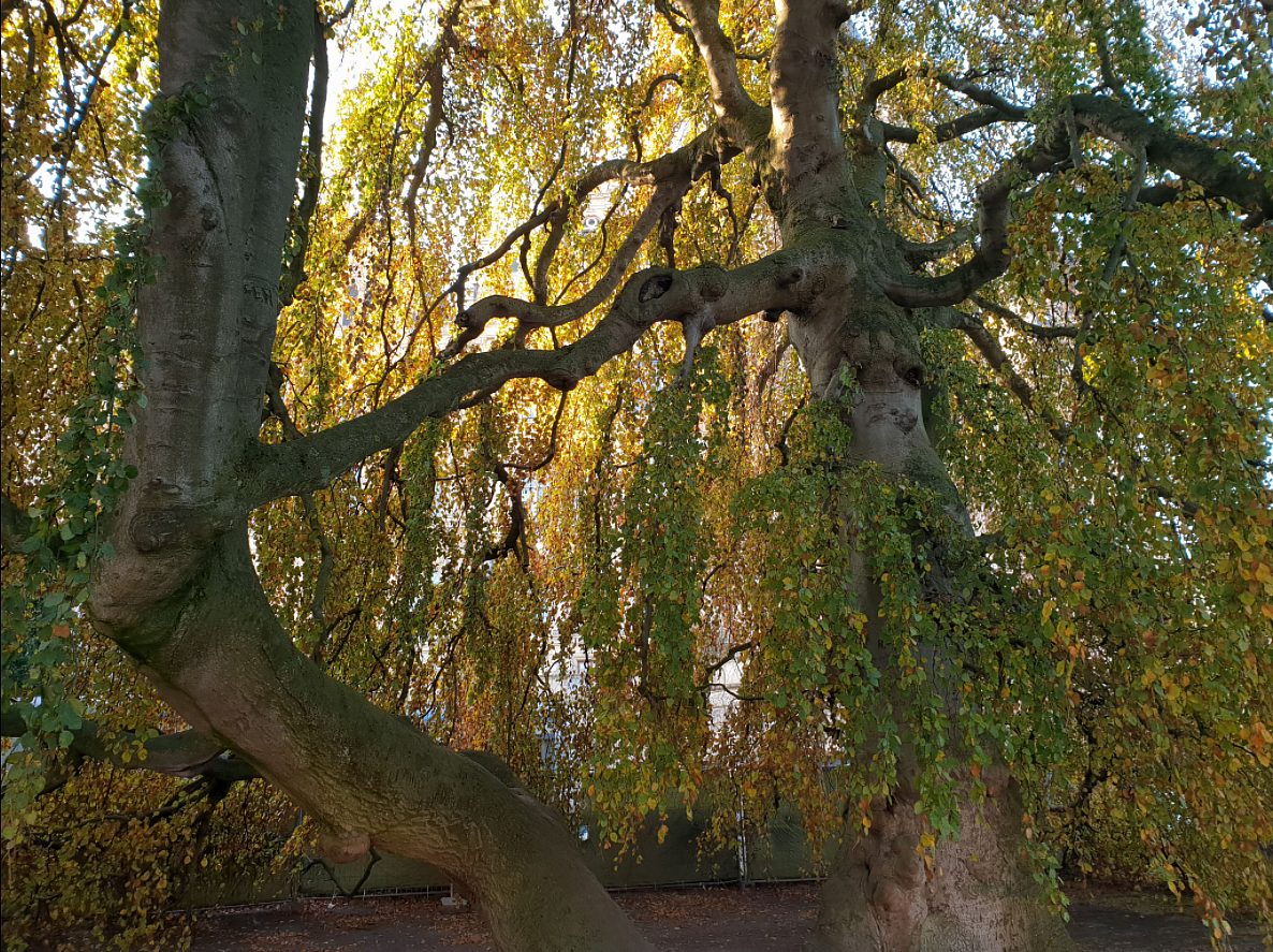 Haengebuche mit herbstlichem Laub in einem Park bei Muensing