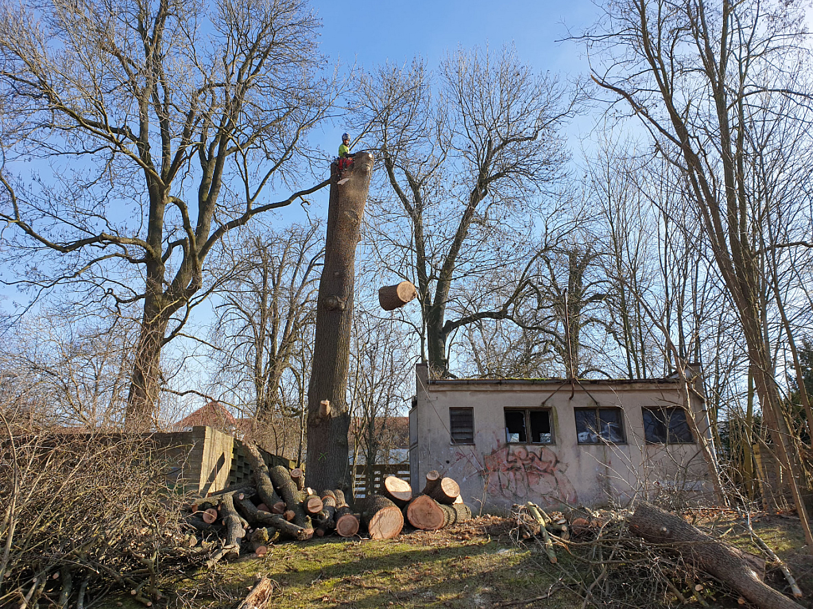 Abgetragener Baumtorso nach einer Baumfällung im Winter in Münsing