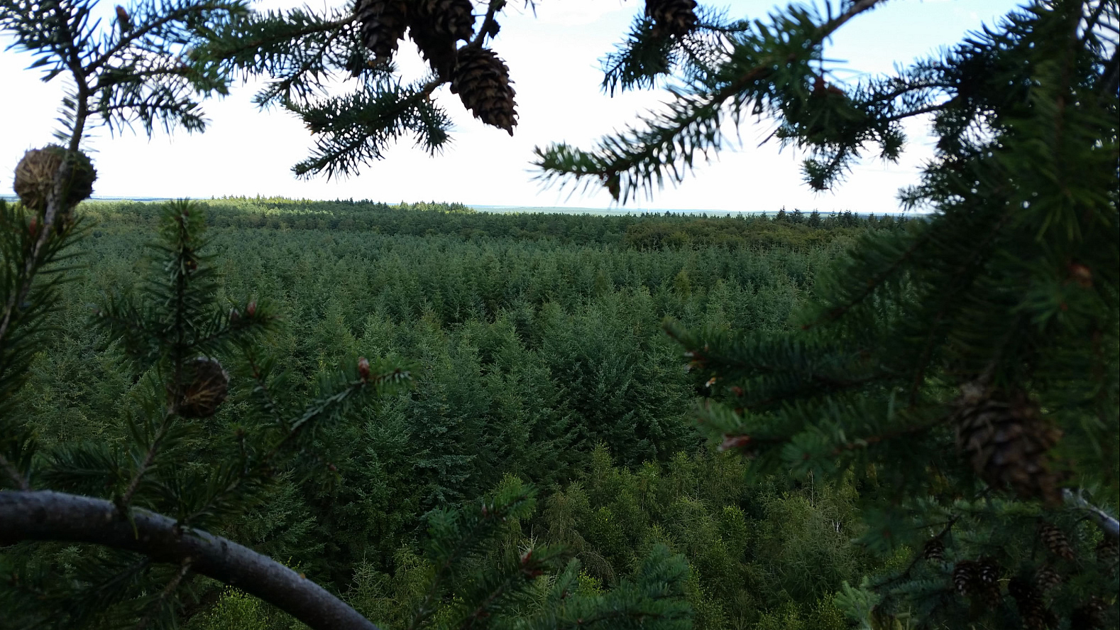 Blick aus einer Fichte auf Feld und Waldrand bei Muensing