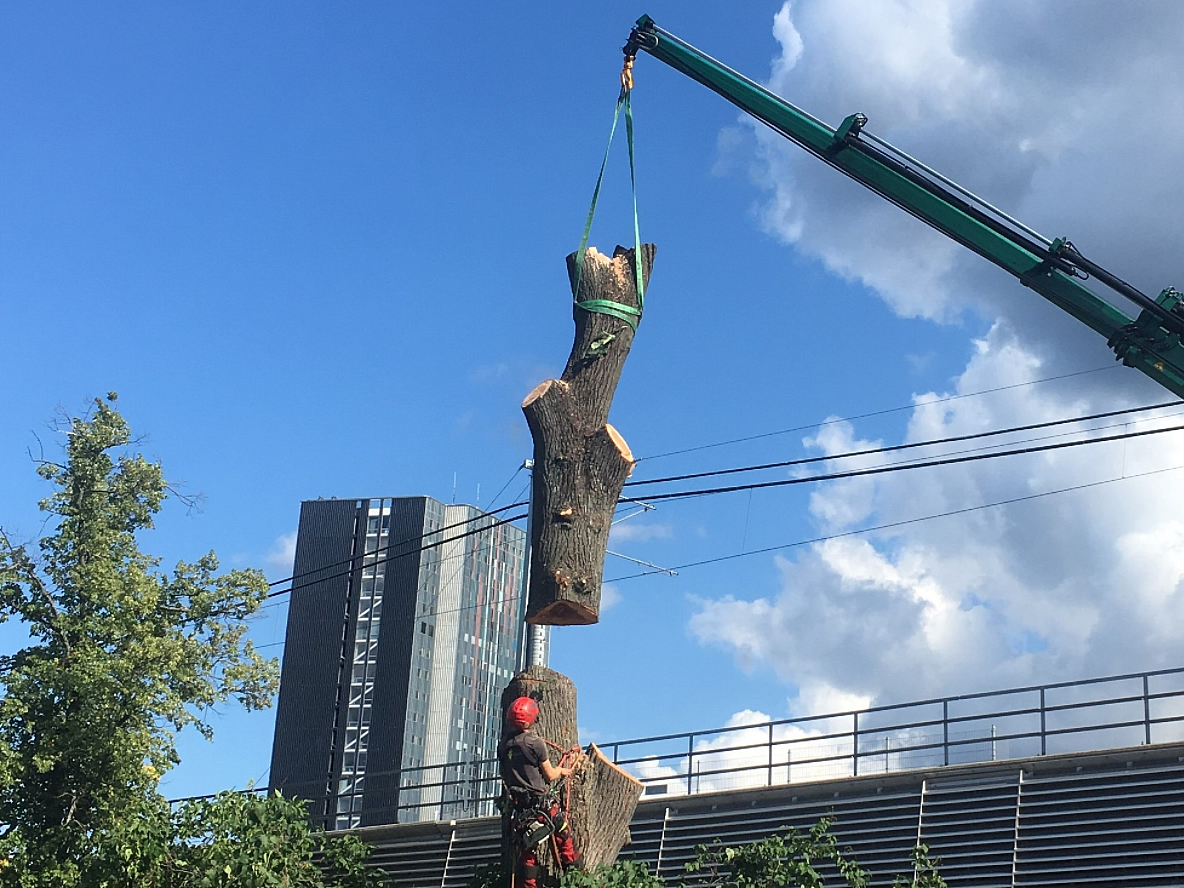 Stammstueck haengt am Kran bei einer Baumfaellung neben einer Freileitung