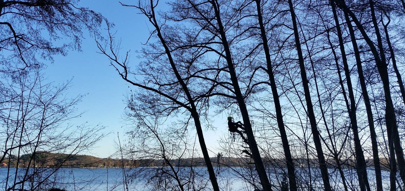 Baumpfleger im Seil in einer winterlichen Baumkrone über dem Starnberger See bei Münsing