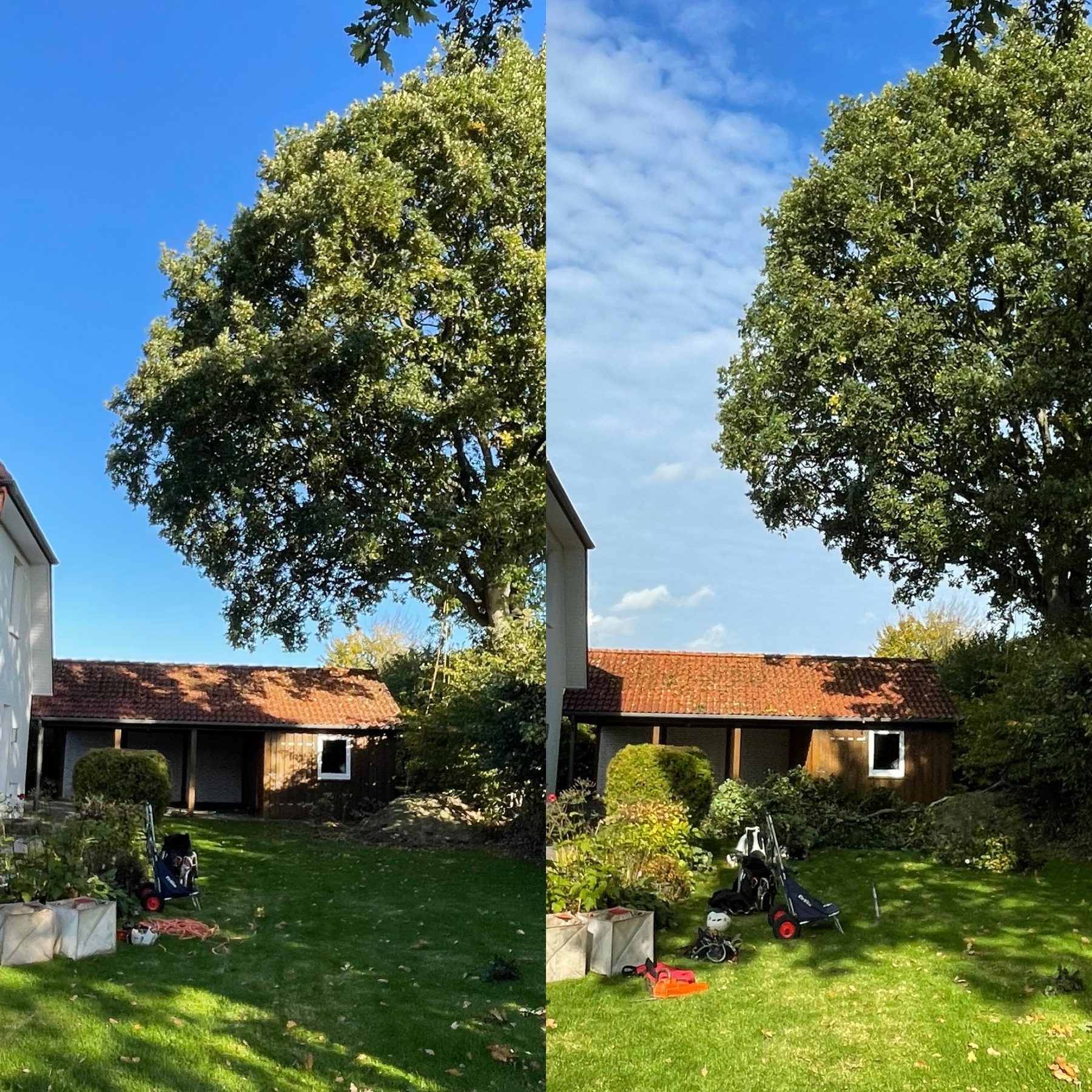 Eiche vor und nach der Kroneneinkürzung über einem Nebengebäude in Münsing